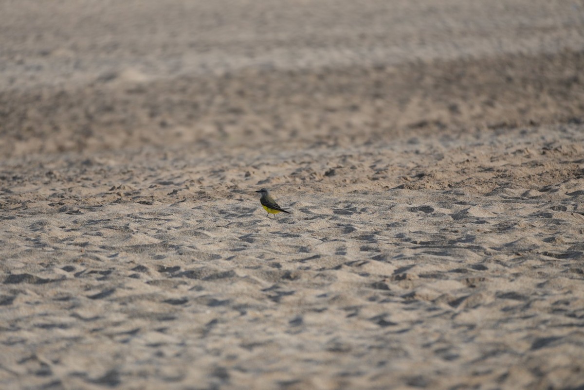 Tropical Kingbird - ML646329829