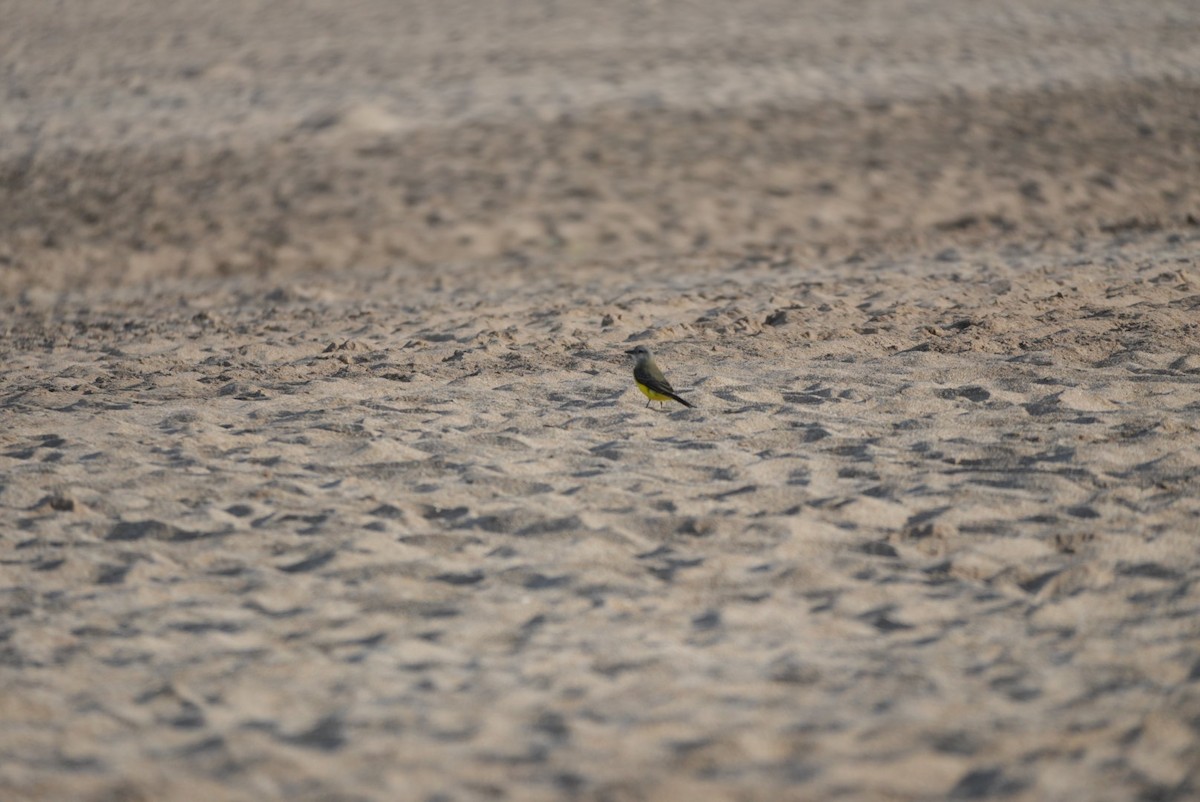 Tropical Kingbird - ML646329831