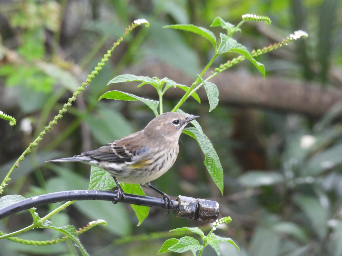 Yellow-rumped Warbler - ML646329832