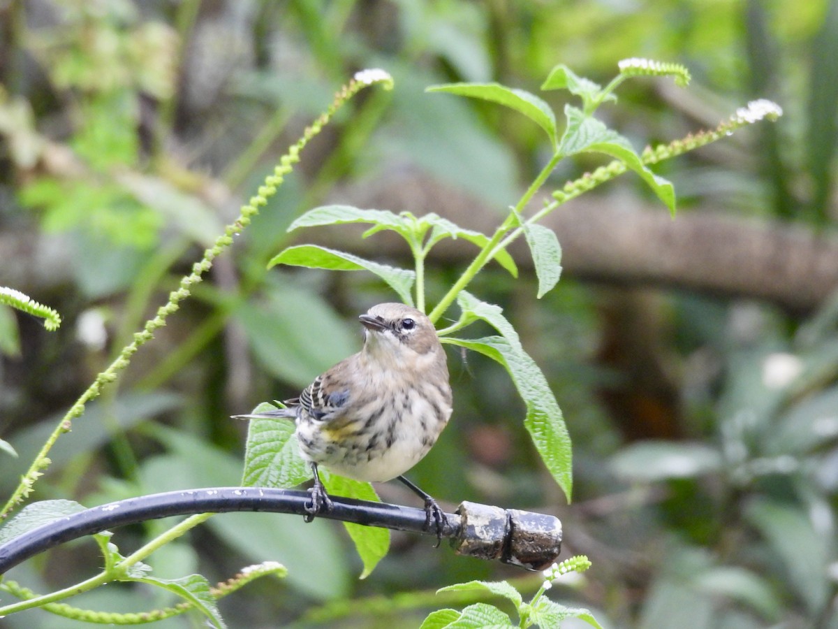 Yellow-rumped Warbler - ML646329833
