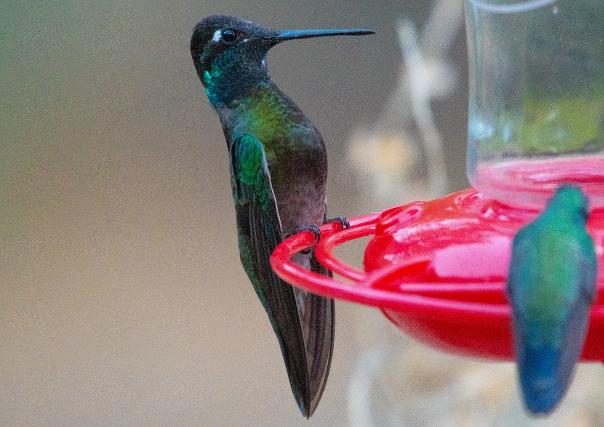 Rivoli's Hummingbird - ML646329834