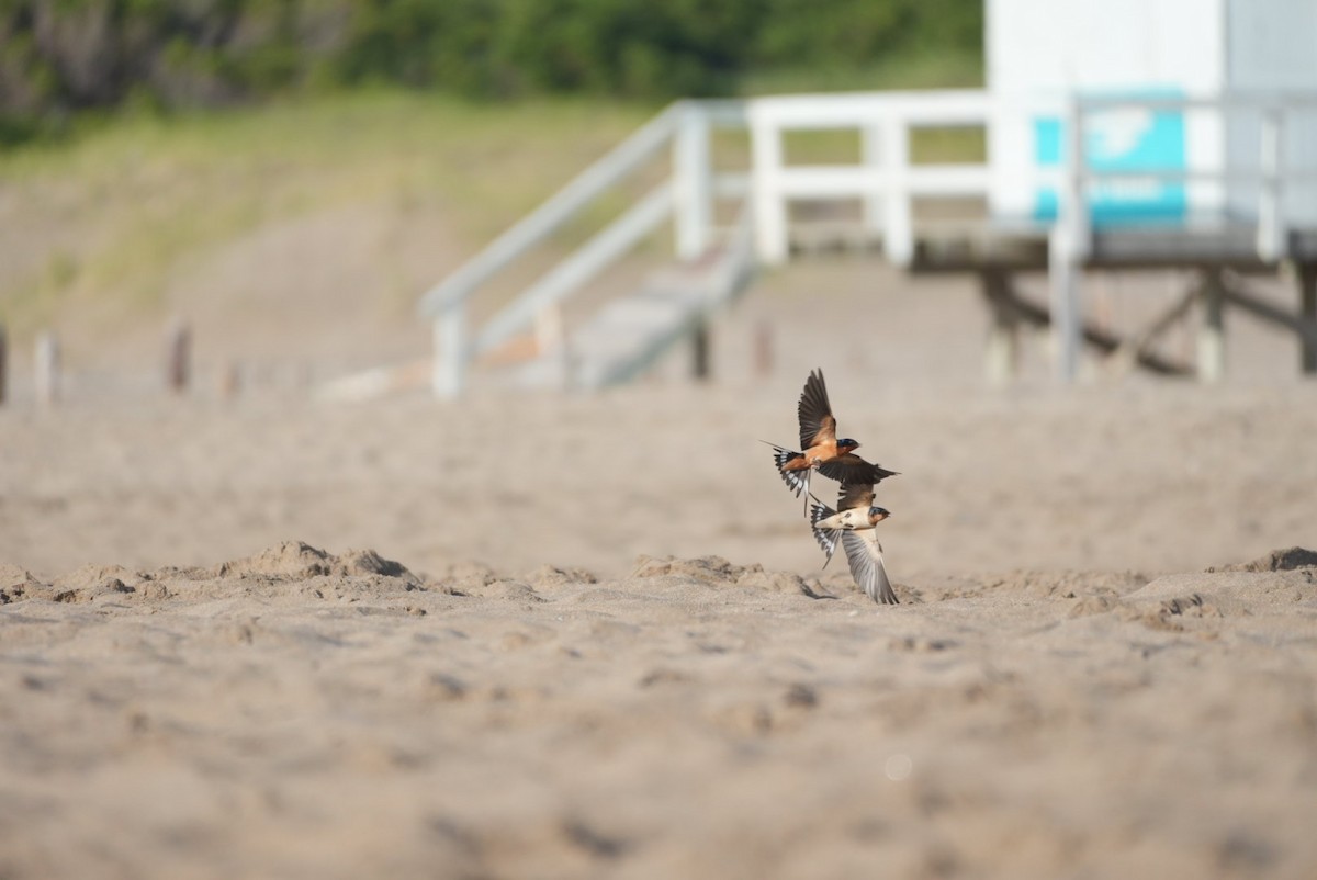 Barn Swallow - ML646329843