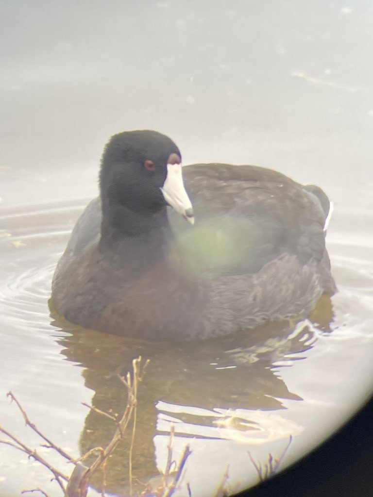 American Coot - ML646329850