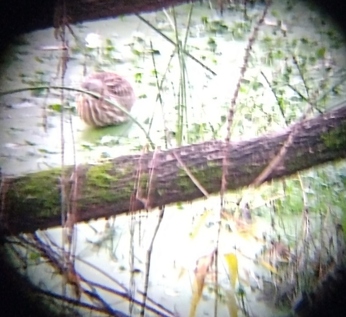 bukač severoamerický - ML646329851