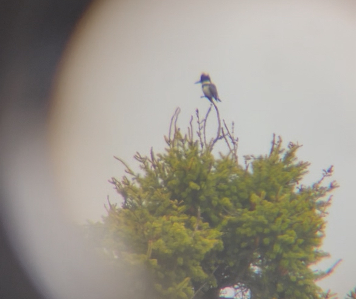 rybařík pruhoprsý - ML646329852