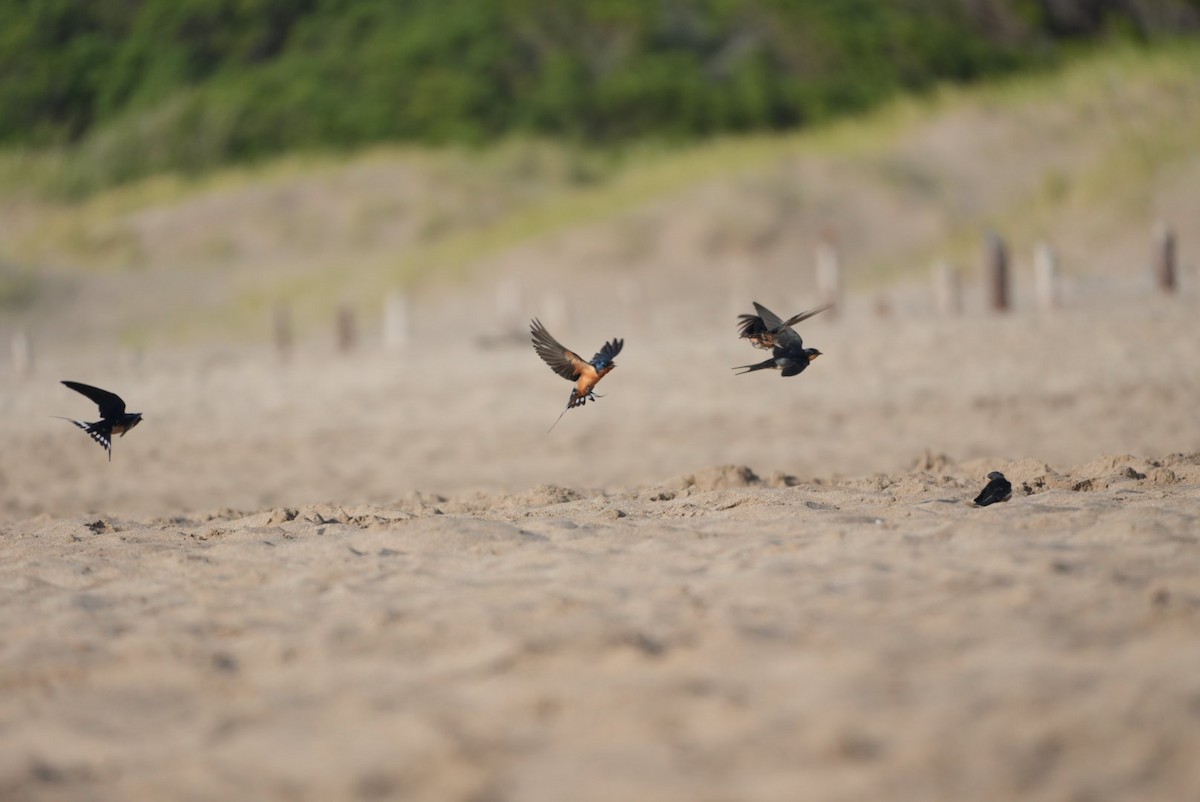Barn Swallow - ML646329855
