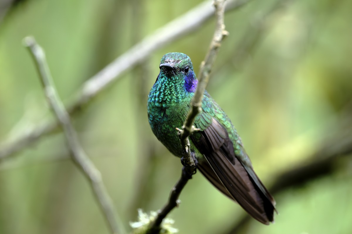 Lesser Violetear - ML646329858