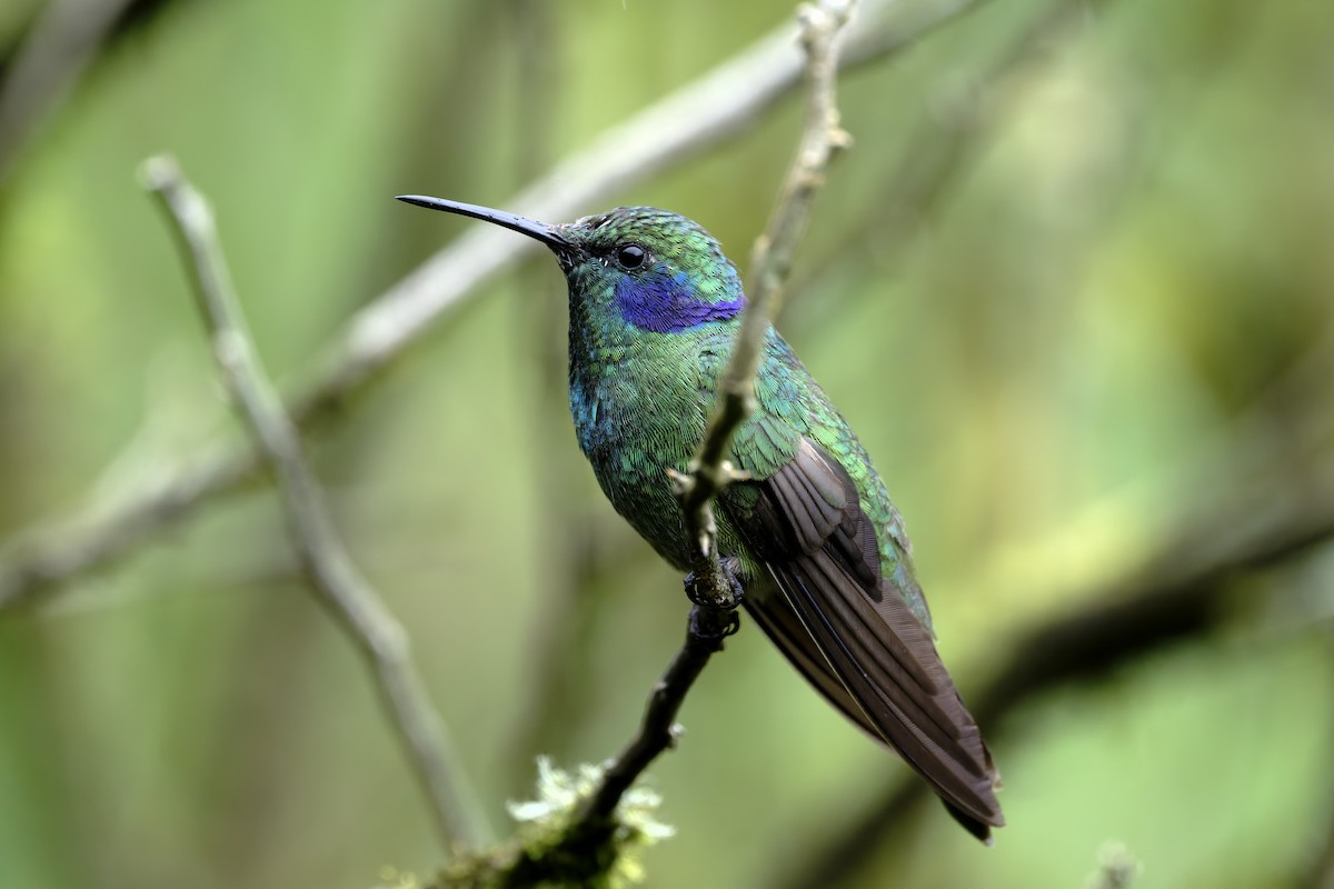 Lesser Violetear - ML646329862