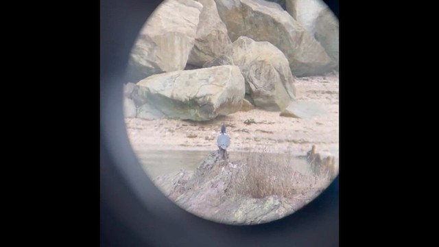 rybařík pruhoprsý - ML646329864