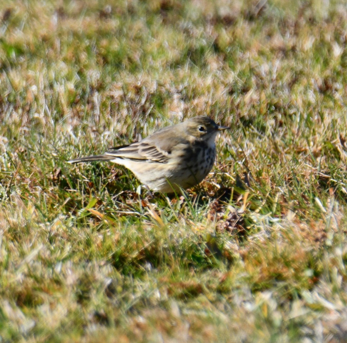 American Pipit - ML646329865