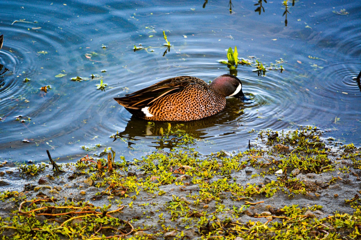 Blauflügelente - ML646329866
