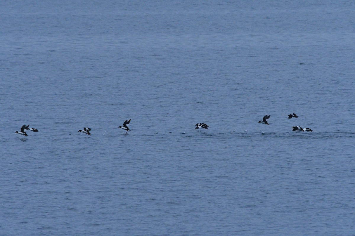 キタホオジロガモ - ML646329867