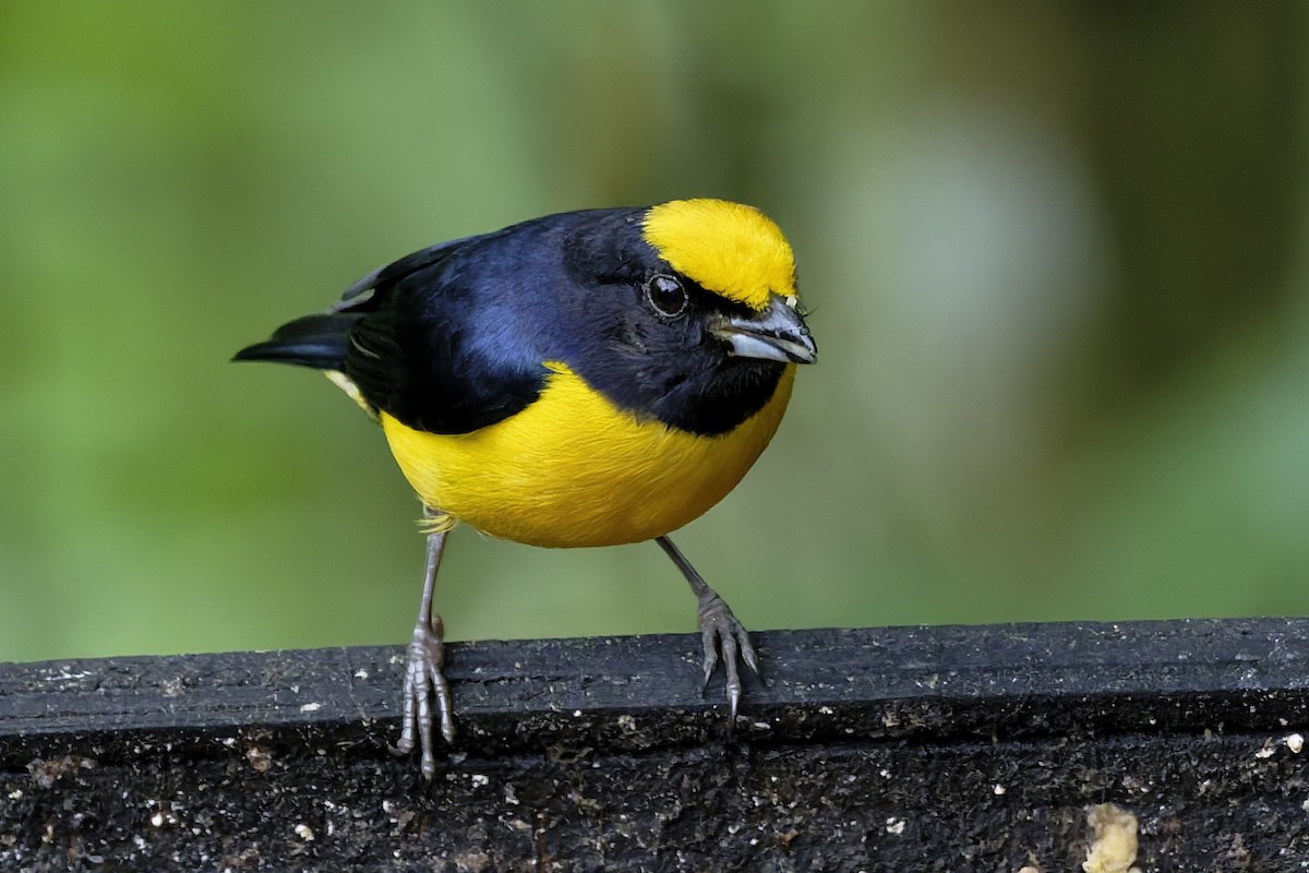 Orange-bellied Euphonia - ML646329884