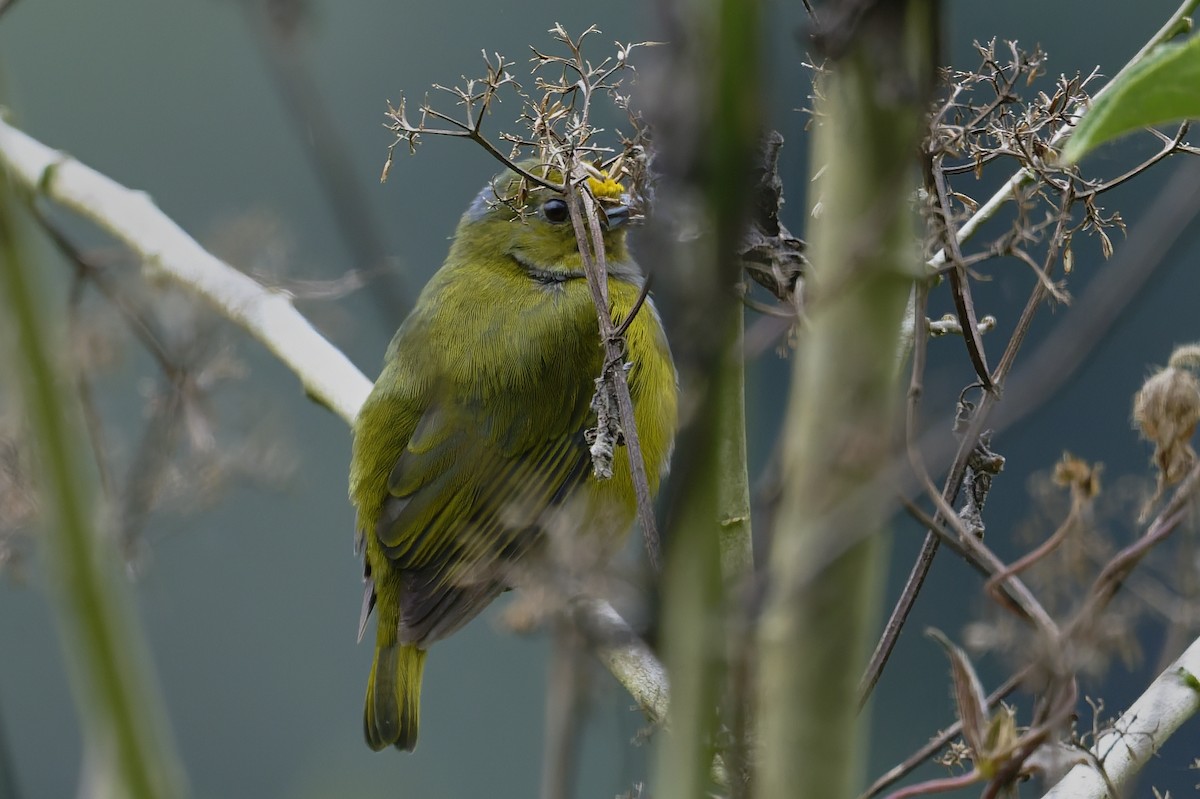 Orange-bellied Euphonia - ML646329885