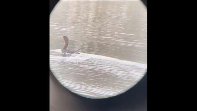 Double-crested Cormorant - ML646329888