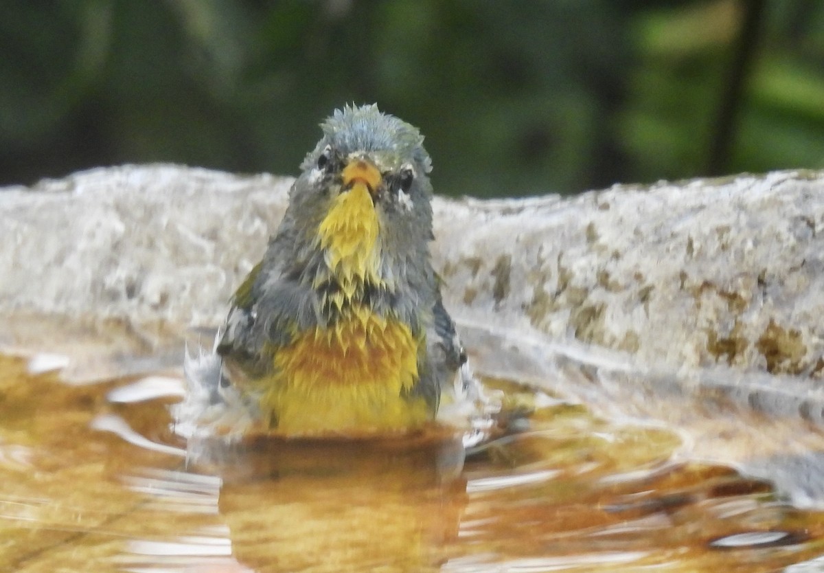 Northern Parula - ML646329892