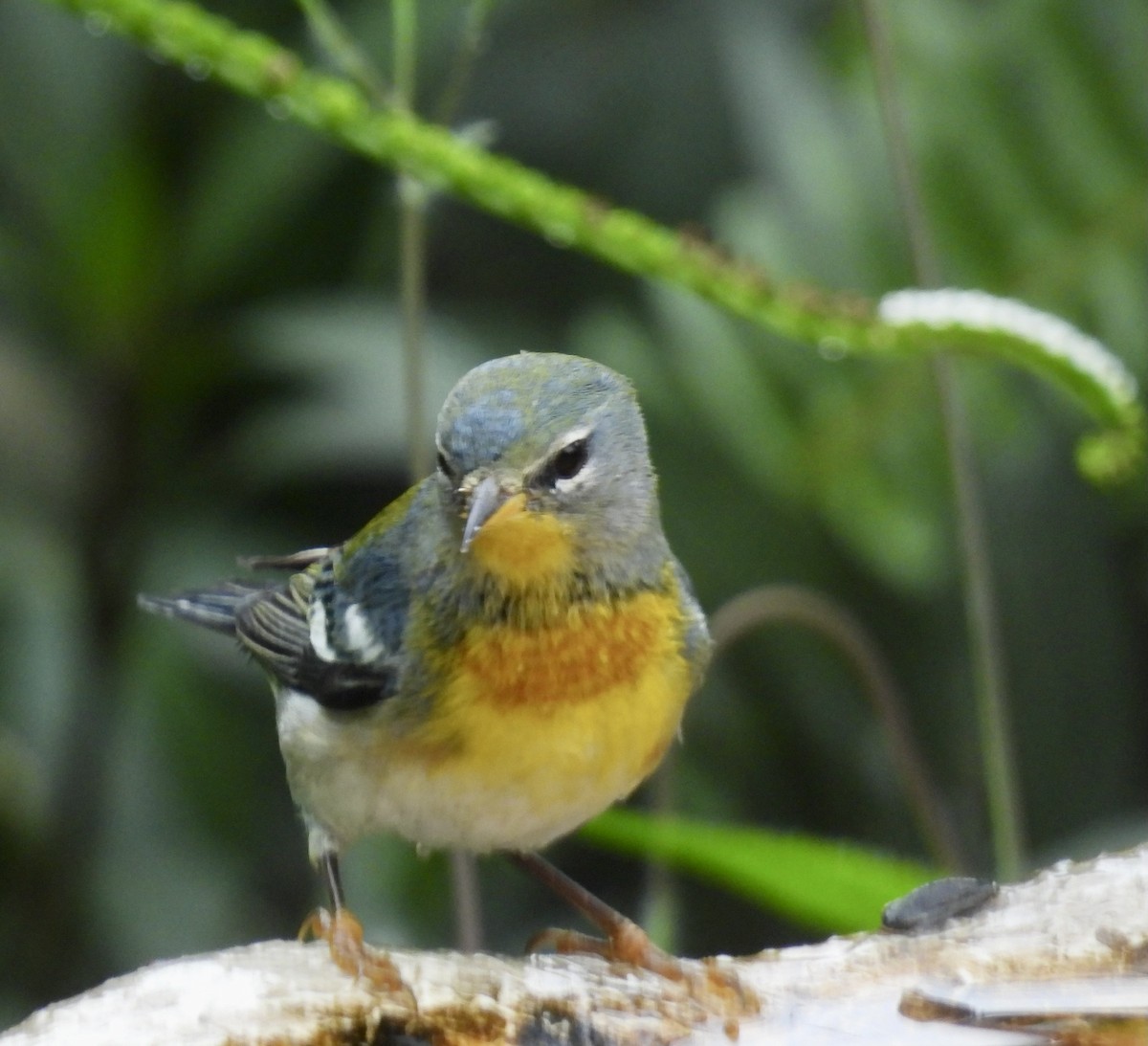 Northern Parula - ML646329893