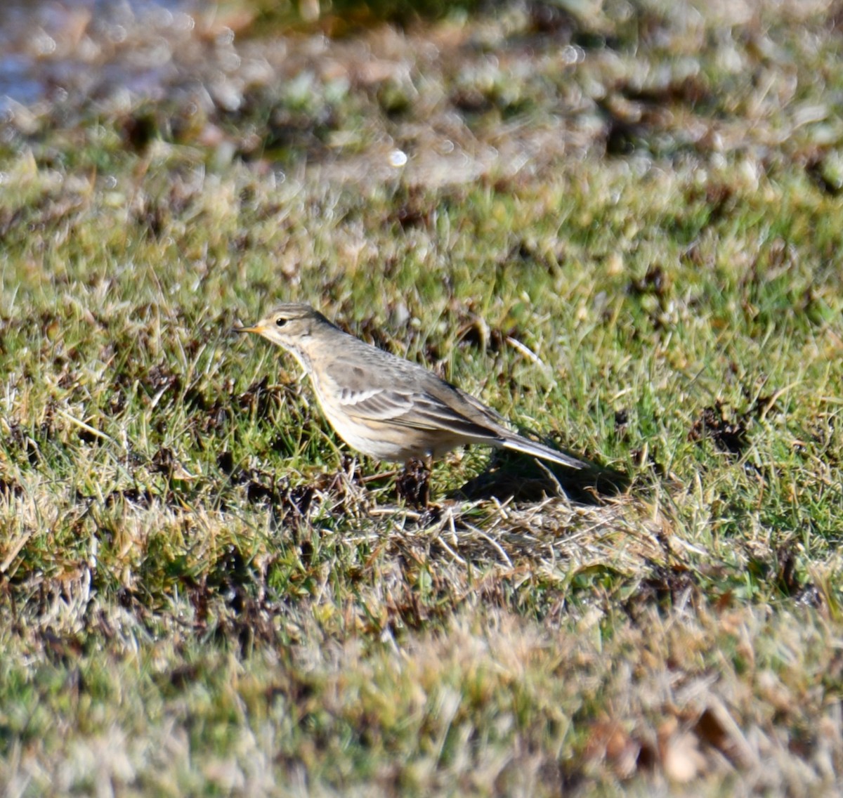 American Pipit - ML646329894