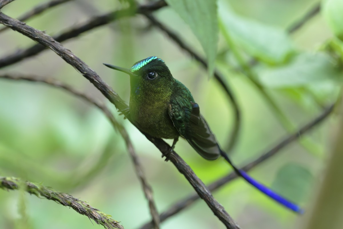 Violet-tailed Sylph - ML646329896