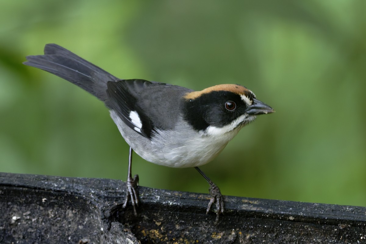 White-winged Brushfinch - ML646329900