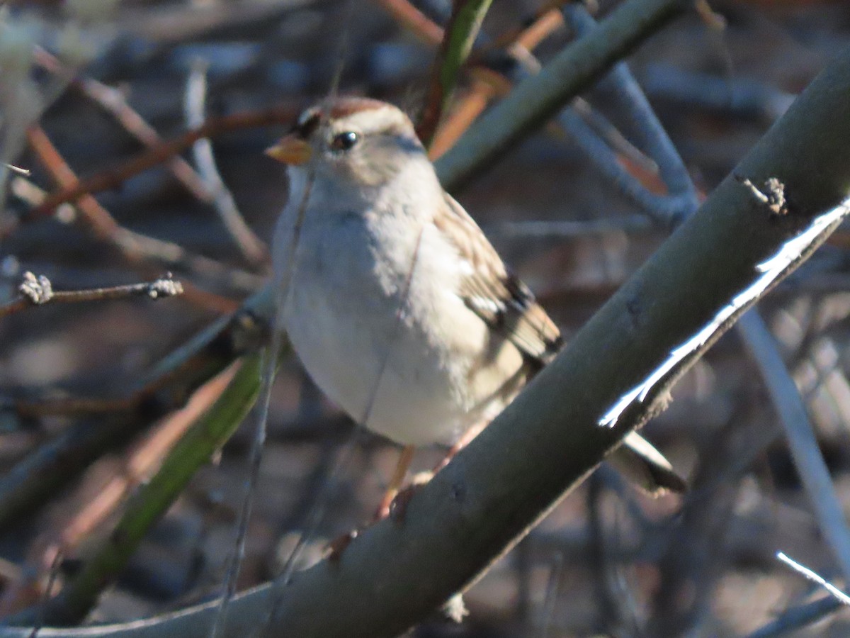 Белобровая овсянка (gambelii) - ML646329902
