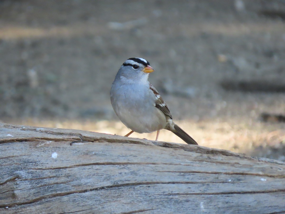 Белобровая овсянка (gambelii) - ML646329903