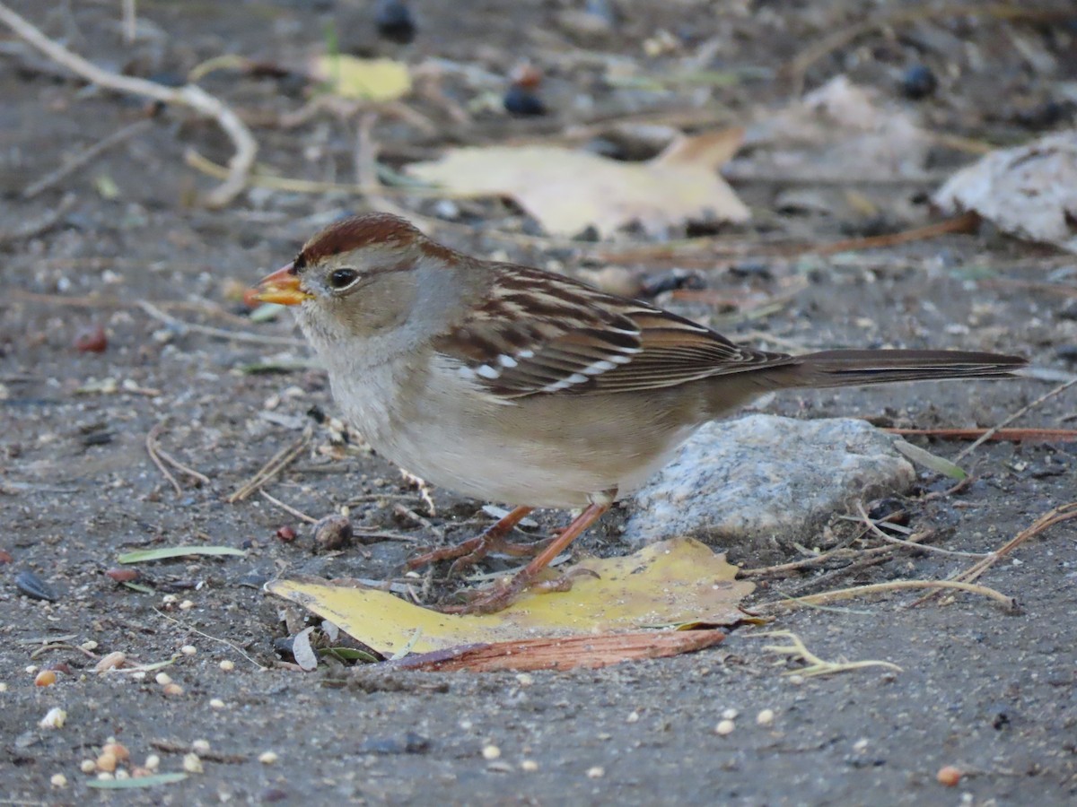 Белобровая овсянка (gambelii) - ML646329904