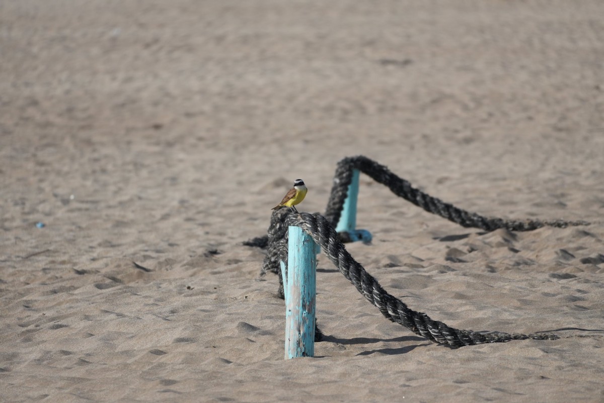 Great Kiskadee - ML646329908