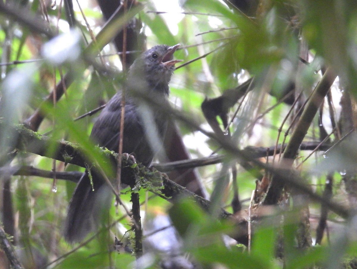 Ash-colored Tapaculo - ML646329910
