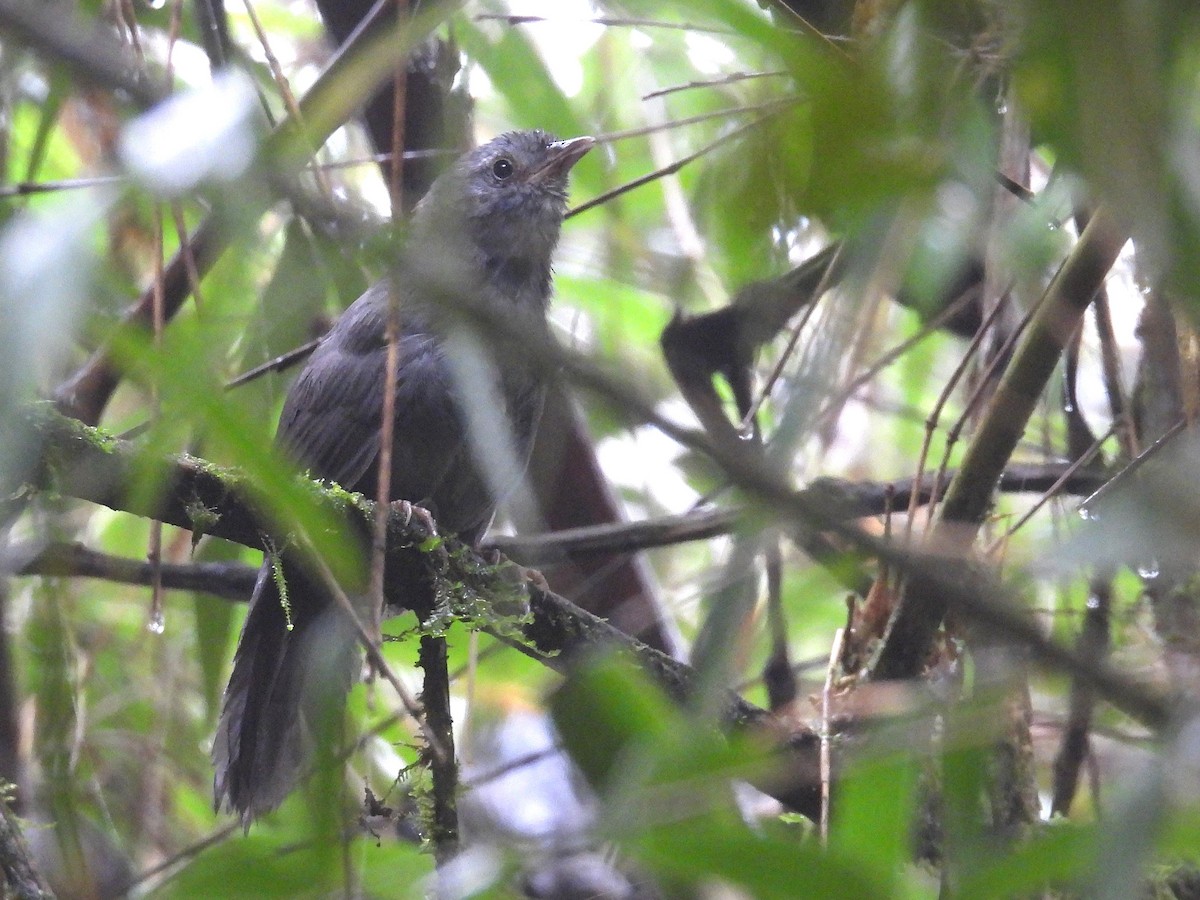 Ash-colored Tapaculo - ML646329913
