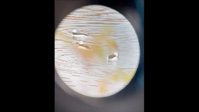 bøffeland - ML646329927