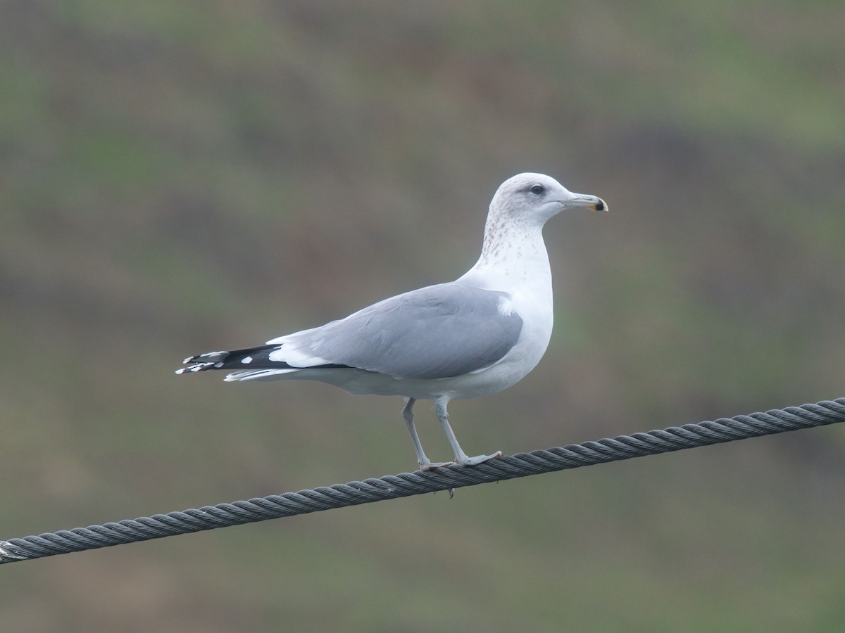 California Gull - ML646329929