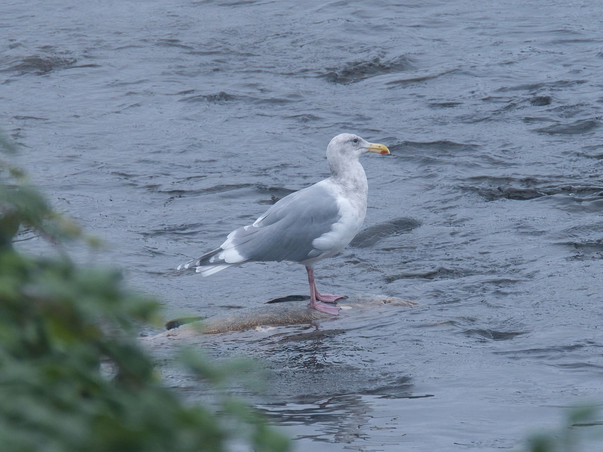 Glaucous-winged Gull - ML646329938
