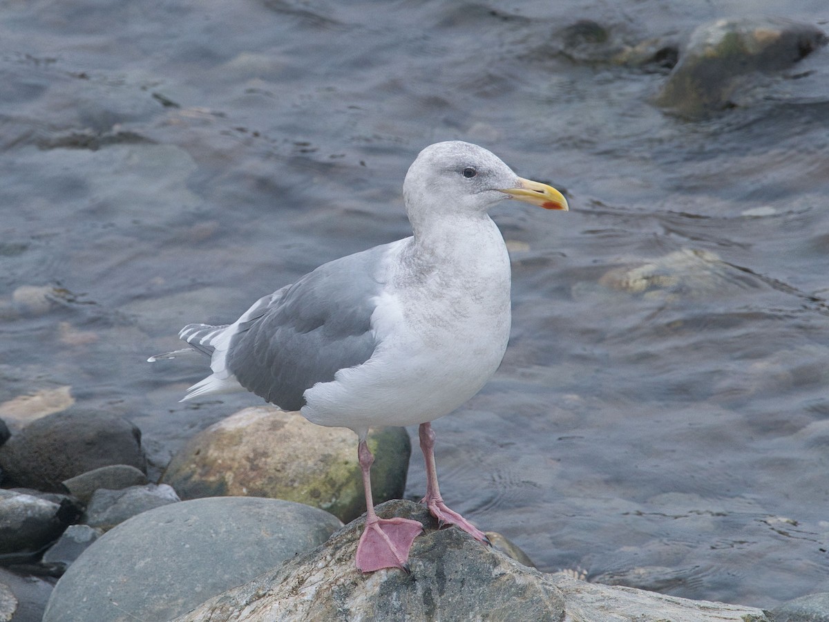 Glaucous-winged Gull - ML646329939