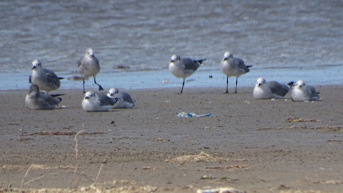 ワライカモメ - ML646329940