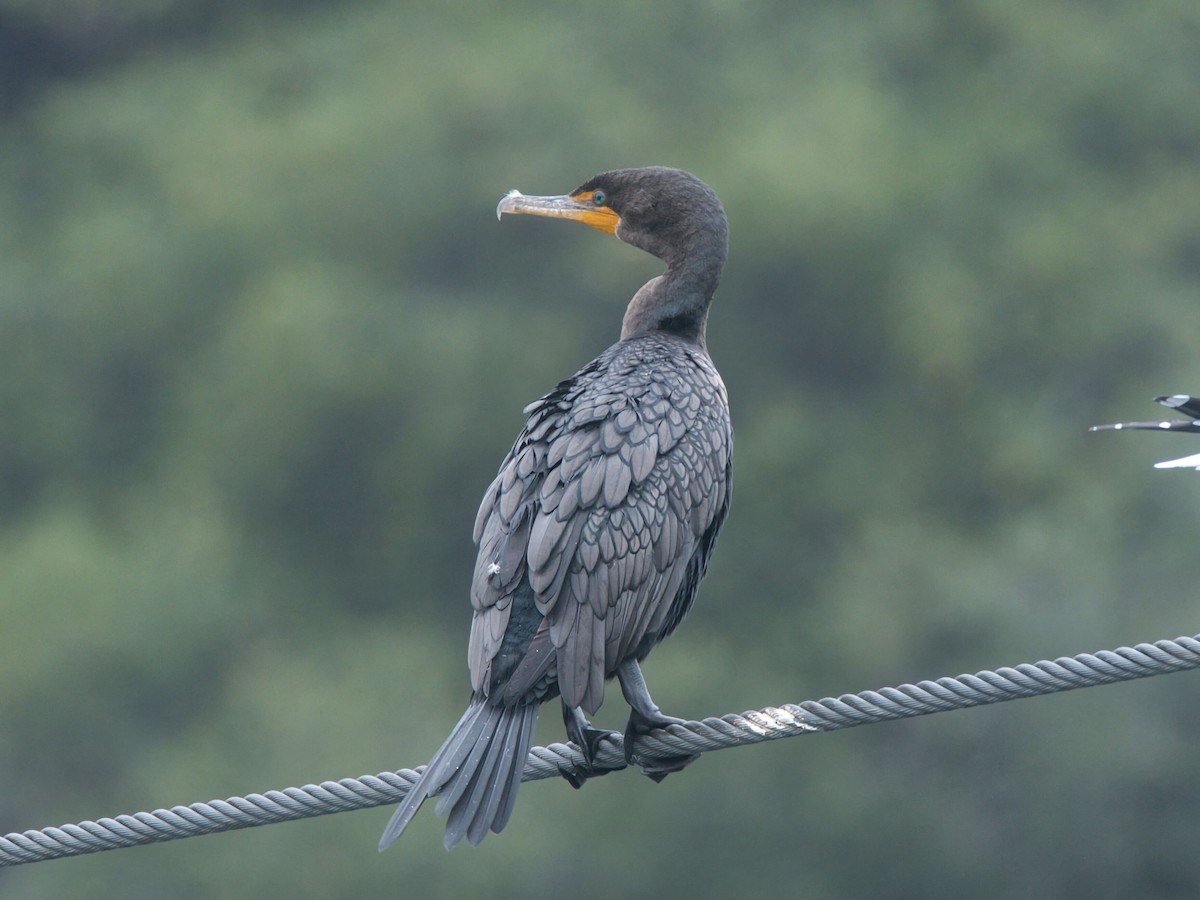 Double-crested Cormorant - ML646329946