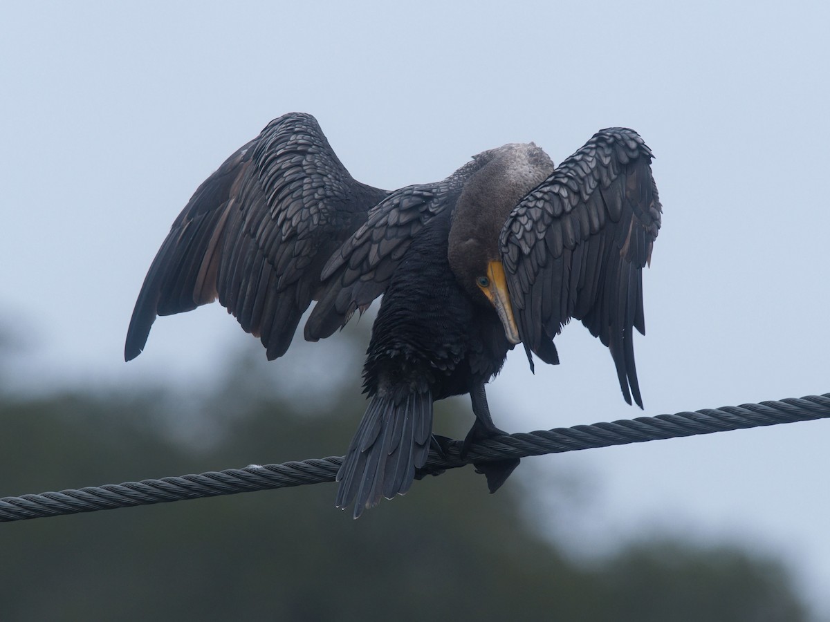 Double-crested Cormorant - ML646329947