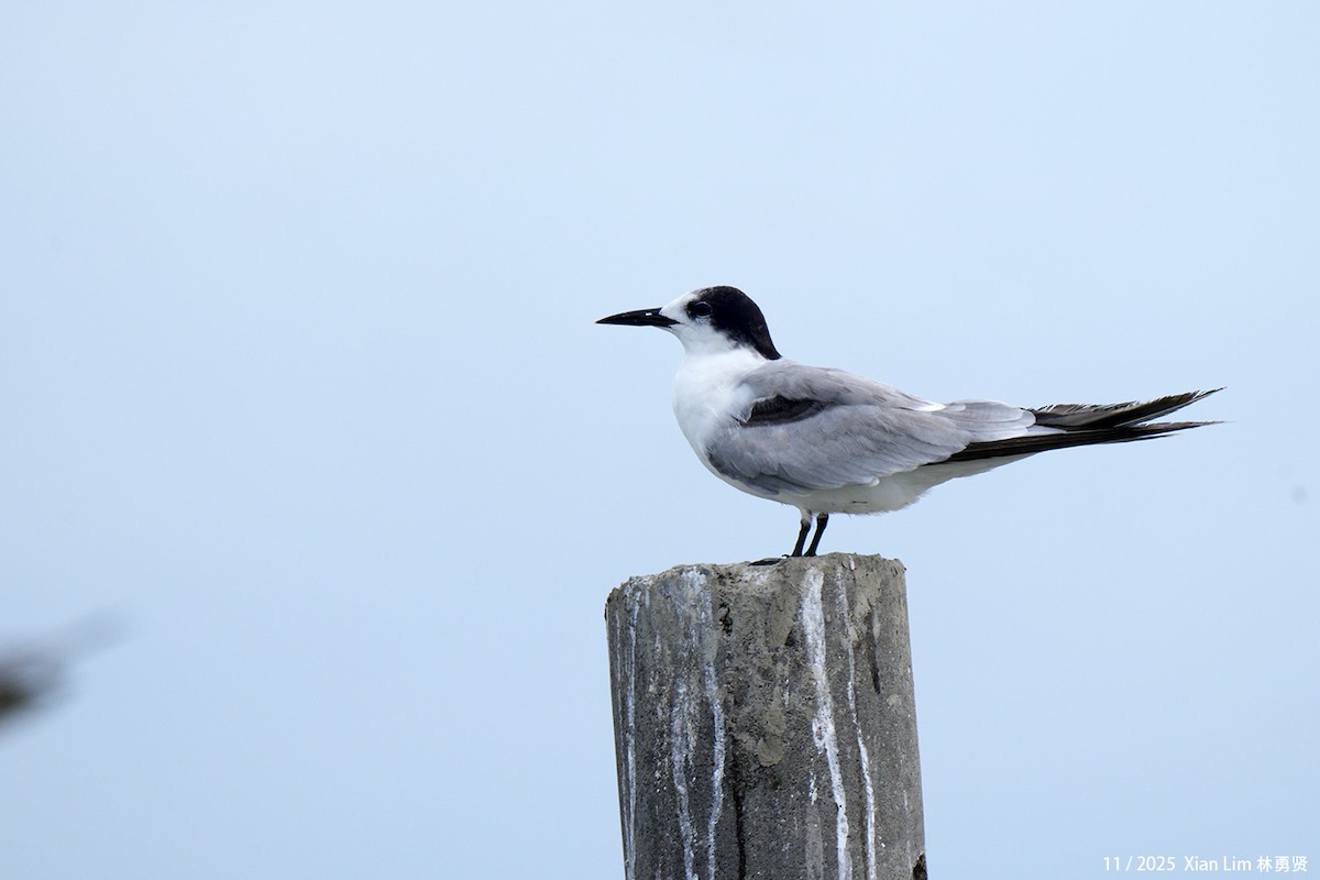 Common Tern - ML646329949