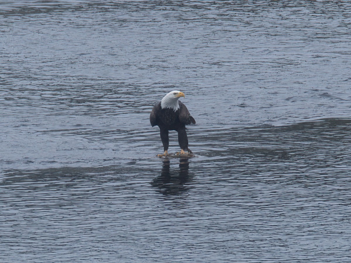 Bald Eagle - ML646329950