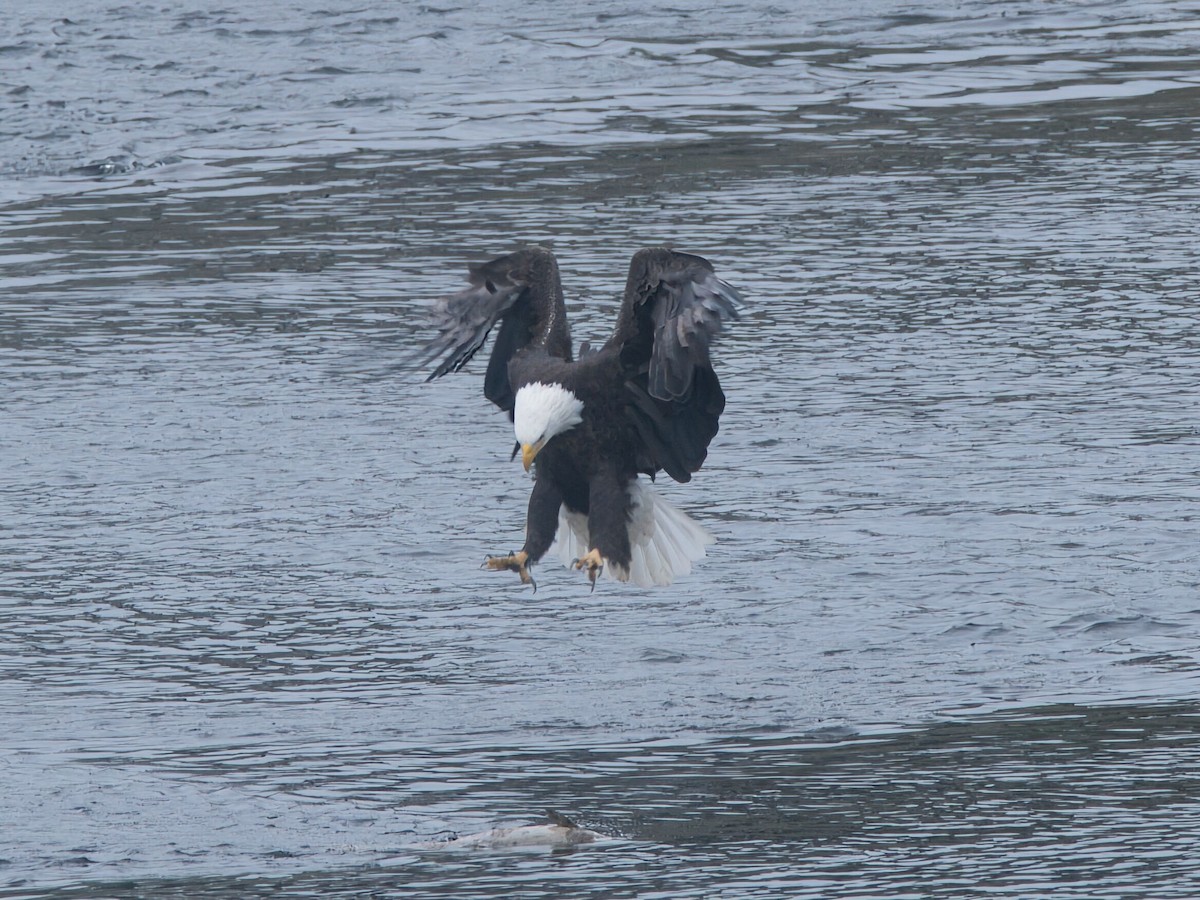 Bald Eagle - ML646329951
