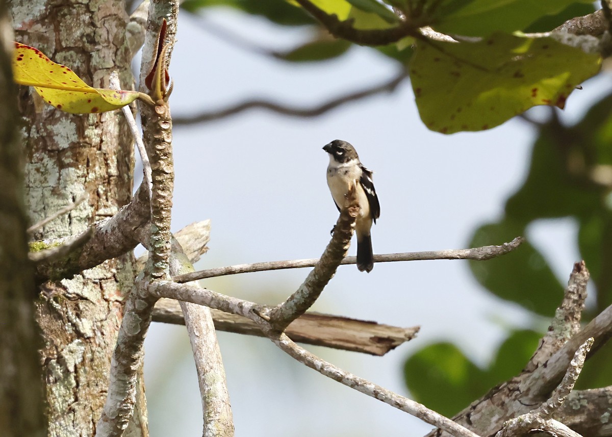 Morelet's Seedeater - ML646329955