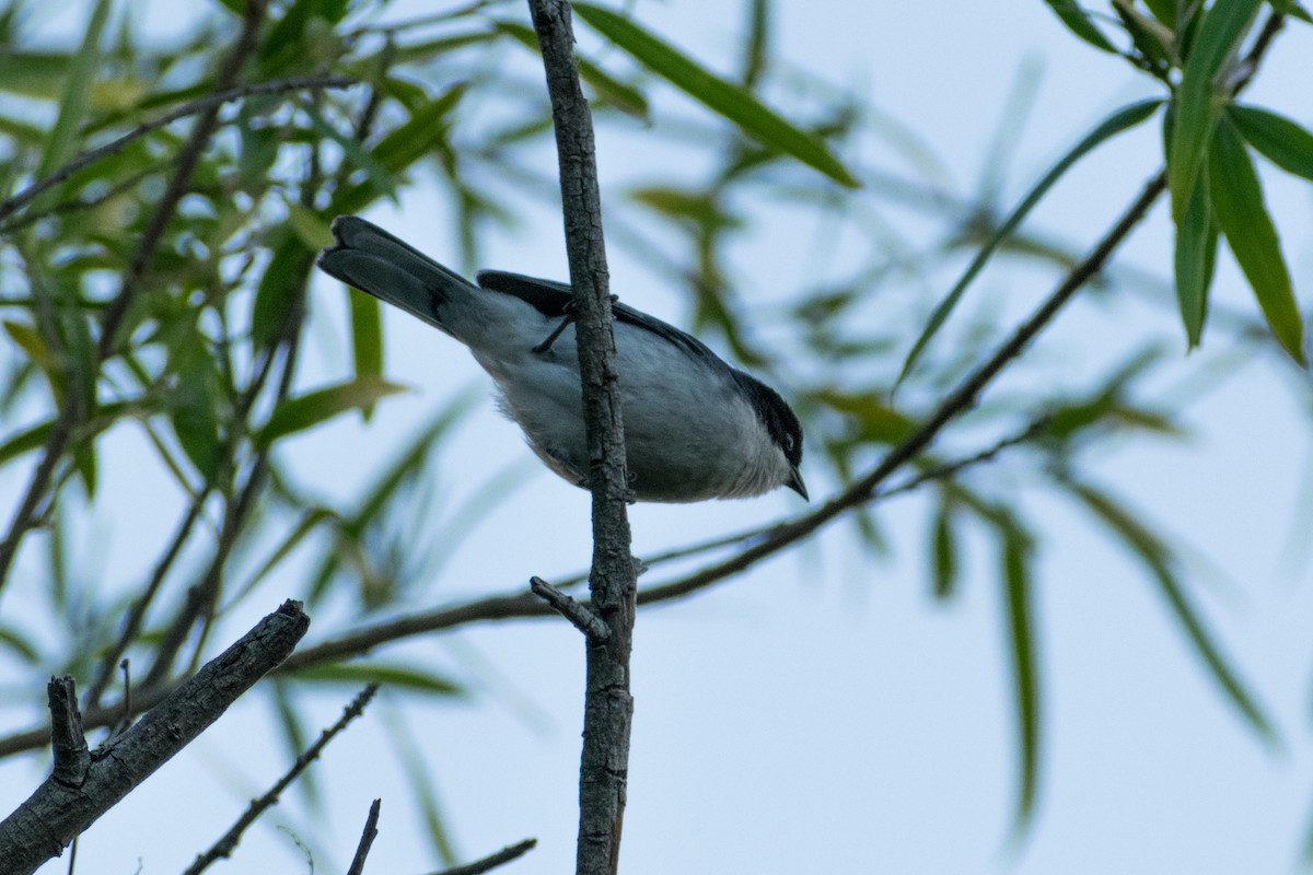 Black-capped Warbling Finch - ML646329957