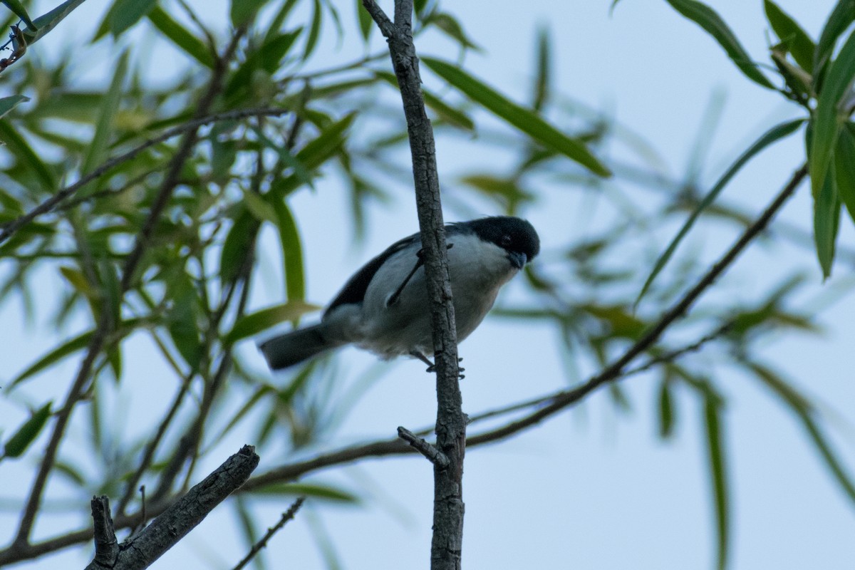 Black-capped Warbling Finch - ML646329958