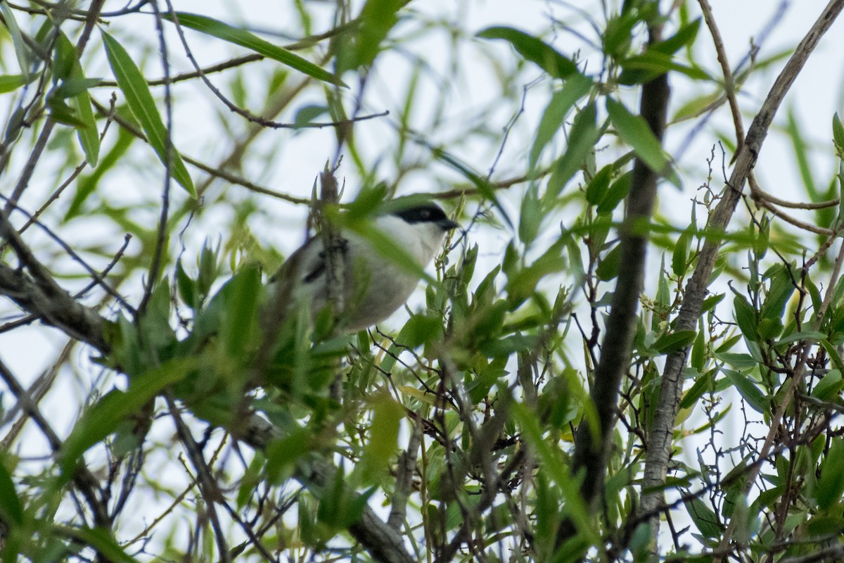 Black-capped Warbling Finch - ML646329959
