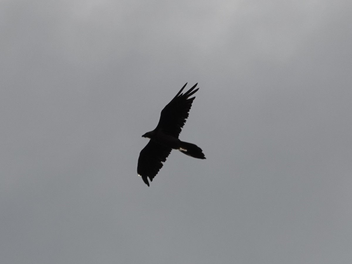 orlosup bradatý - ML646329960