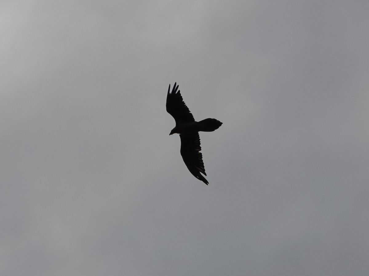 orlosup bradatý - ML646329961