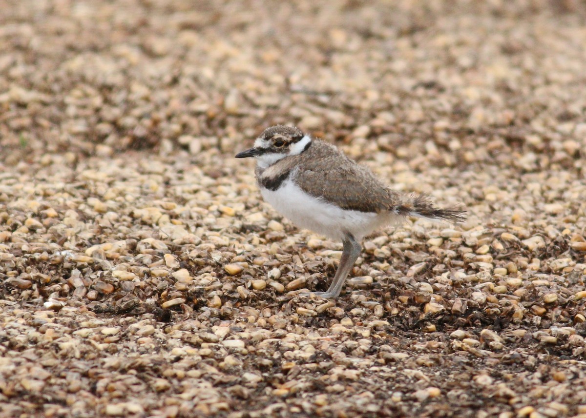 חופמי כפול-צווארון - ML646329962