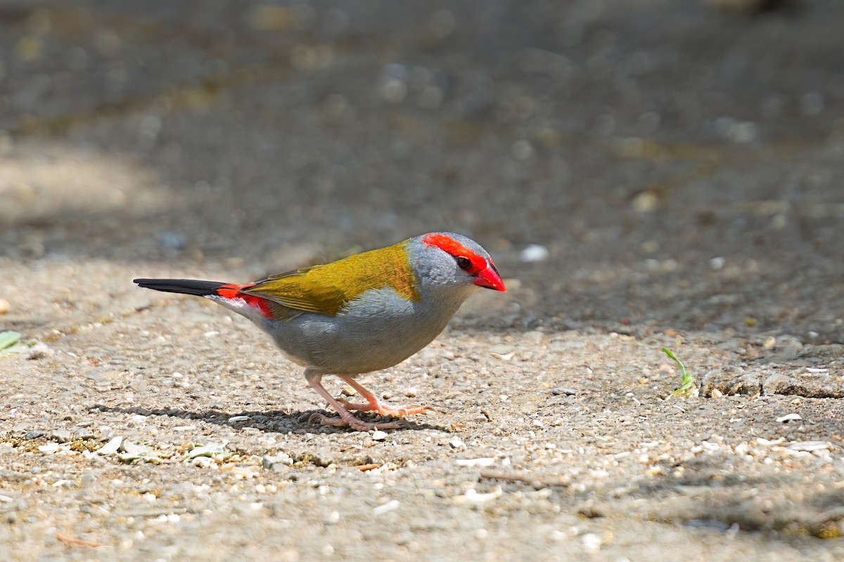 Red-browed Firetail - ML646329967