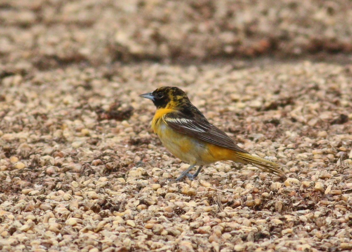 פזאי צפוני - ML646329974