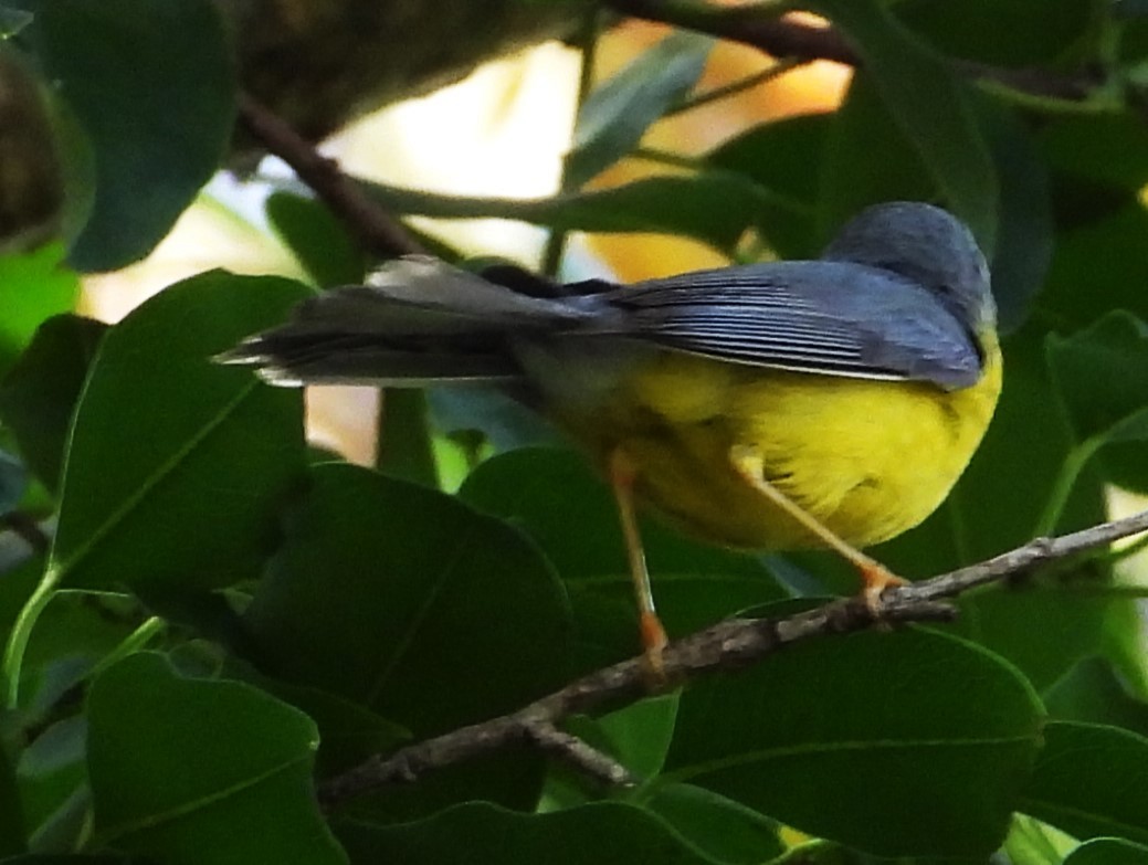 Reinita Canadiense - ML646329977